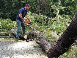 Trusted Hearne, TX Tree Care Experts